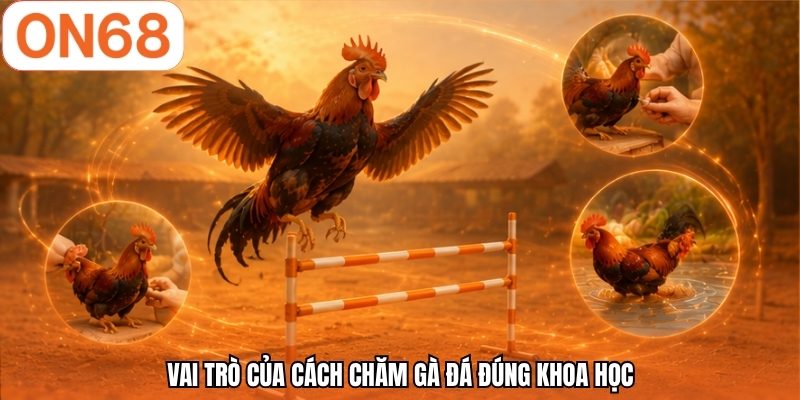 Vai tr&ograve; của c&aacute;ch chăm g&agrave; đ&aacute; đ&uacute;ng khoa học
